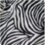 zebra (5.00$)